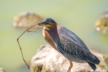 Wall Mural - Green heron (Butorides striatus) stands on the shore of the lake with a stick in its beak.