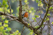 robin looks up, on branch, 