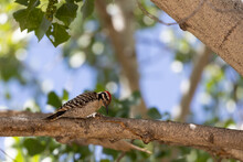 A Ladder Backed Woodpecker Pulls An Insect From Under The Bark Of A Cottonwood Tree In Southern Utah.