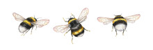 Watercolor Bumblebee Illustration. Summer Insect Clipart Set. Save The Bees. Print Design.