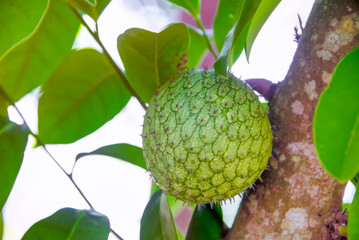 Poster - The water durian that has grown until it is almost harvest time.