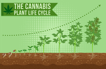 Canvas Print - The cannabis plant life cycle