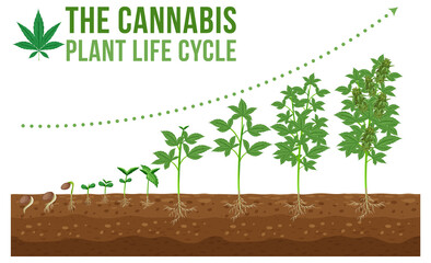 Wall Mural - cannabis planting life cycle