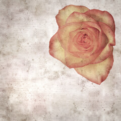 square stylish old textured paper background with yellow and orange rose