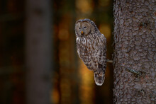 Ural Owl, Strix Uralensis, Sitting On Tree Branch, In Green Leaves Oak Forest, Wildlife Scene From Nature. Habitat With Wild Bird. Owl In The Spruce Tree Forest Habitat, Sumava NP,  Czech Republic.