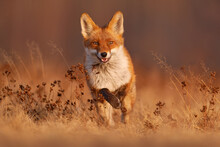 Fox Sunset, Orange Evening Light. Orange Fur Coat Animal In The Nature Habitat. Fox On The Green Forest Meadow. Red Fox Hunting, Vulpes Vulpes, Wildlife Scene From Europe. Evening Sunset.