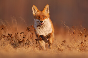 Wall Mural - fox sunset, orange evening light. orange fur coat animal in the nature habitat. fox on the green for