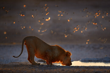 Wall Mural - Lions drinking water. Portrait of African lions, Panthera leo, detail of big animals, Etosha NP, Namibia in Africa. Cats in nature habitat. Morning sunrise with flock of birds.