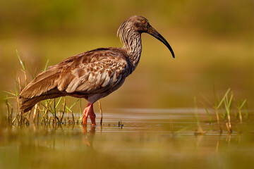 Canvas Print - Brazil wildlife. Plumbeous Ibis, Theristicus caerulescens, exotic bird in the nature habitat, bird sitting in the grass with beautiful evening sun light, during sunset, Barranco Alto, Pantanal, Brazil