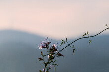 Telephoto Shot Of Blue Plumbago Flowers And Plant Outdoor Iwith Clouds And Mountains In The Background