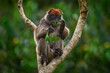 Monkey from Uganda. Ugandan red colobus, Piliocolobus tephrosceles, rufous head grey monkey sitting on tree trunk in tropic forest. Red colobus in vegetation habitat, Kibale Forest NP Uganda, Africa