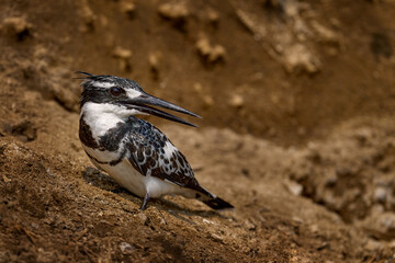 Canvas Print - Kingfisher in Kazinga Channel, Queen Elizabeth national park, Uganda. Pied Kingfisher, Ceryle rudis, evening light with pink flower. 