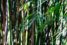 Bamboo Forest In The Morning. (Selective Focus) Stunning View Of A Defocused Bamboo Forest During A Sunny Day. Bambusoideae Grass. 