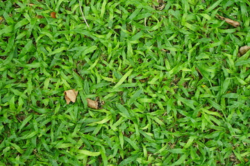 abstract, background, beautiful, closeup, concept, earth, environment, farm, field, flora, football, fresh, garden, goal, grass, green, greenery, growth, healthy, land, lawn, leaves, lines, meadow, mo