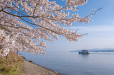 Fototapeta Boho - 海津大崎の桜