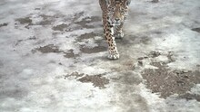 Leopard On Hunt, Walking On Its Territory. Leopard Is A Species Of Carnivorous Mammals Of The Cat Family, One Of The Five Representatives Of The Panther Genus, Belonging To The Subfamily Of Big Cat