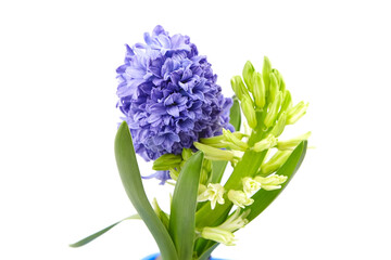 Blue Hyacinth flowers spring blossom isolated on white