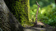 © Comprimido - folhas arvore natureza primavera