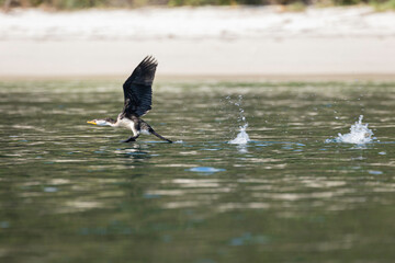 Wall Mural - Little Pied Cormorant taking-off, Jervis Bay, NSW, April 2022