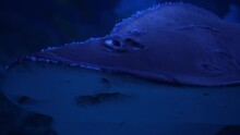 Close Up Of Giant Guitarfish Or Rhynchobatus Djiddensis Swims Underwater, Inhabitants Of The Sea World