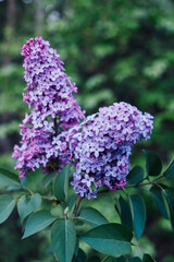 Beautiful fresh purple lilac flowers in full bloom in the garden against green leaves natural background, close up, selective focus. Blooming syringa vulgaris, floral spring backdrop.