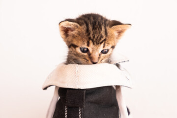 Cute tabby kitten in black shoe look at the camera.