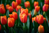 Fototapeta Tulipany - Tulipes orangées