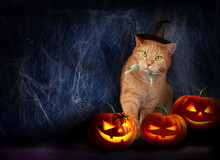 Halloween Cat And Pumpkin On Dark Background With Copy Space.
