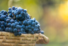 Blue Grapes On The Basket On The Wooden Table