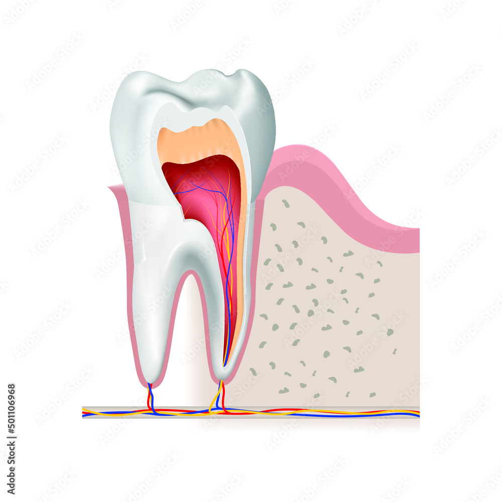 Sectional diagram of a tooth showing the internal structure. Vector ...