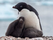 © robertharding - Adelie penguin (Pygoscelis adeliae), adult and chicks at a breeding colony on Pourquoi Pas Island