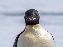 An Adult Emperor Penguin (Aptenodytes Forsteri), On The Ice Near Snow Hill Island, Weddell Sea