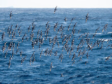 Pintado Petrels (Daption Capense), In Flight On The North End Of Coronation Island, South Orkneys