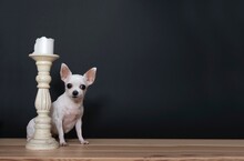 A Small Chihuahua Dog Sits Next To A Vintage Tall White Candlestick On A Black Background In A Photo Studio. 