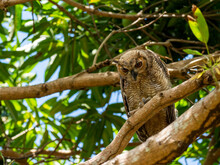 Adult Great Horned Owl (Bubo Virginianus), On The Transpantaneira Highway, Mato Grosso, Pantanal