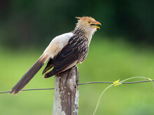 Adult Guira Cuckoo (Guira Guira), On The Rio Negro, Mata Grosso, Pantanal