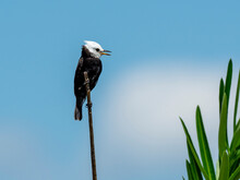 Adult Male Masked Water Tyrant (Fluvicola Nengeta), On The Banks Of The Rio Tres Irmao, Mata Grosso, Pantanal