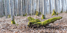 Old Wood Piece Covered By A Green Moss In Dry Brown Leaves Of Winter Rural Forest. Close-up Of Rotting Mossy Wooden Branch In Blurred Natural Background With Blue Sky Visible Through Gray Tree Trunks.