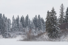 Snow And Hoar Frost In A Winter Forest, Boreal Forest, Elk Island National Park, Alberta