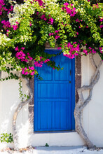 Colourful Bougainvillea Tree In Bloom Surrounding Blue Door, Santorini, Cyclades, Greek Islands