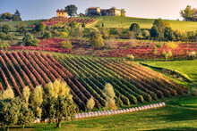 Autumn Countryside Landscape With A Hill Full Of Colored Vineyards And A Small House On Top, Castelvetro Di Modena, Emilia Romagna