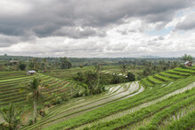 Flooded Rice Terraces Of Jatiluwih On A Cloudy Day, Bali, Indonesia