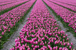 © Daria - Blooming bright pink white tulip field in the Netherlands, North Holland, macro close up