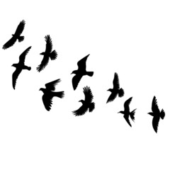 Sticker - birds flying silhouette, on white background, isolated, vector