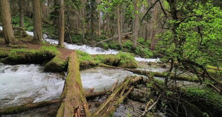 Wall Mural - Mountain River in the wood. Beautiful wildlife landscape.