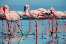 Close Up Of Beautiful African Flamingos That Are Standing In Still Water With Reflection.