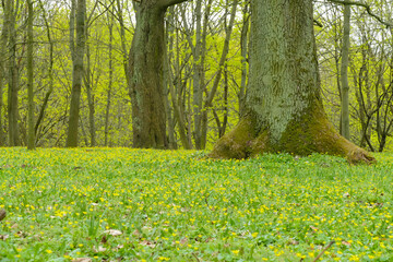 spring meadow with yellow flowers