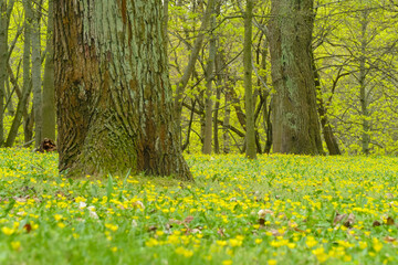 spring meadow with yellow flowers