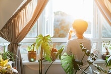 Back view woman drinking tea and looking at the sunrise or sunset while standing at the window in a room with green house plants, enjoying the moment. Relaxing and self-care, personal fulfillment.