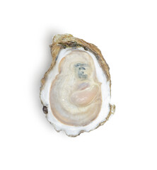  Oyster isolated on white background, Top view
